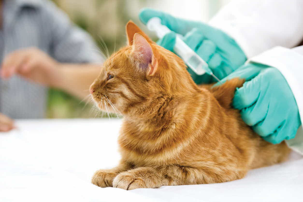 Vaccination for dogs and cats