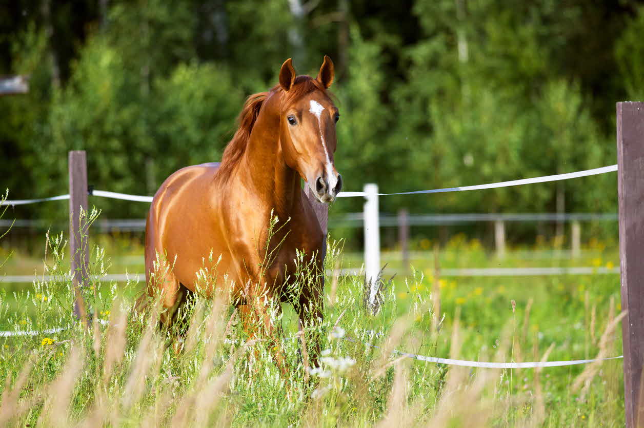 Thoroughbred horse equine