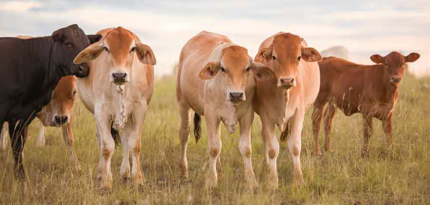 The top cattle breeds in Australia