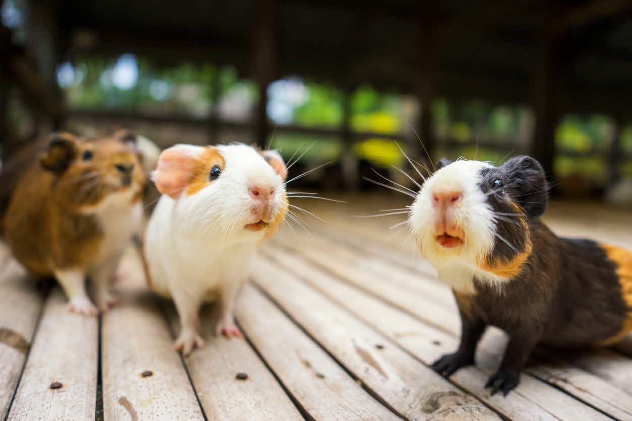 Owning A Guinea Pig Vet Voice