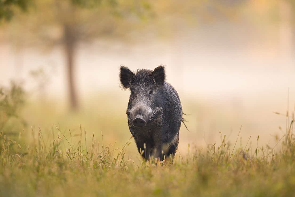 Drastic measures to stop the spread of African Swine Fever across Europe