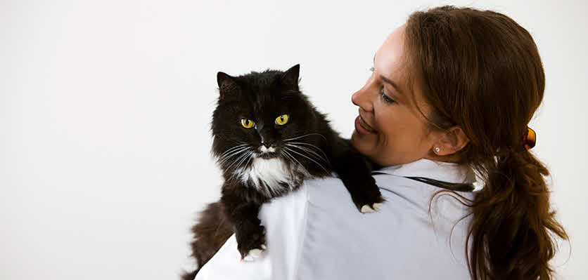 Keeping your cat calm during a vet visit Vet Voice
