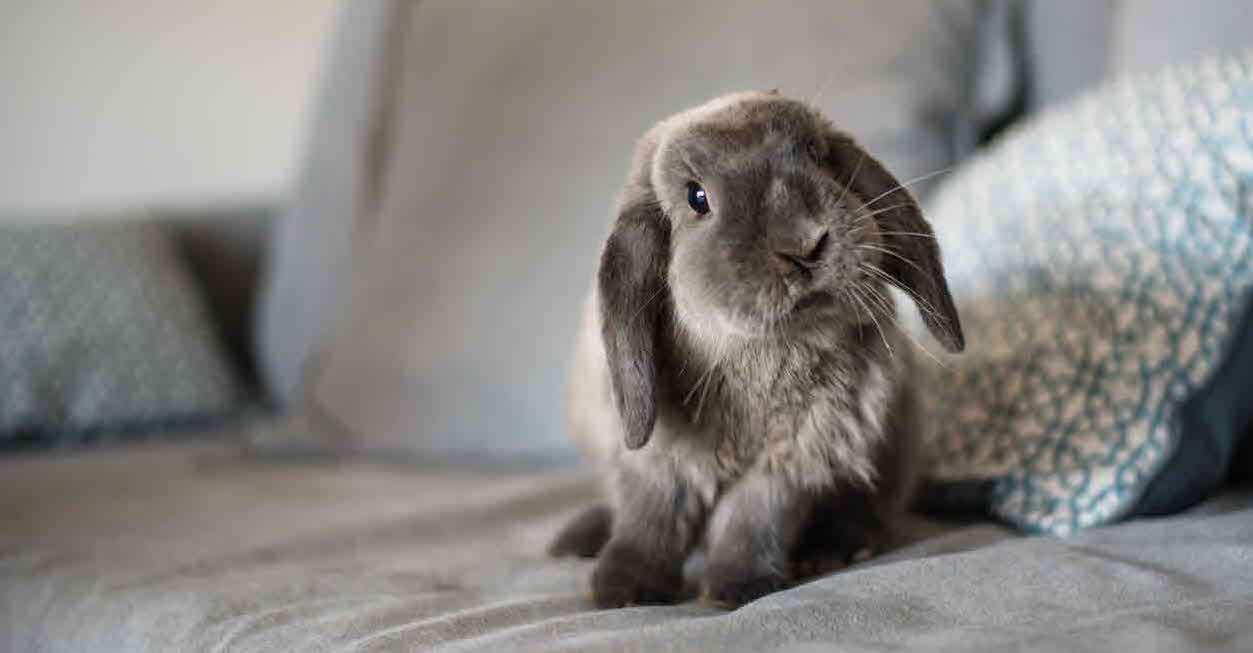 Pet rabbits: what you need to know