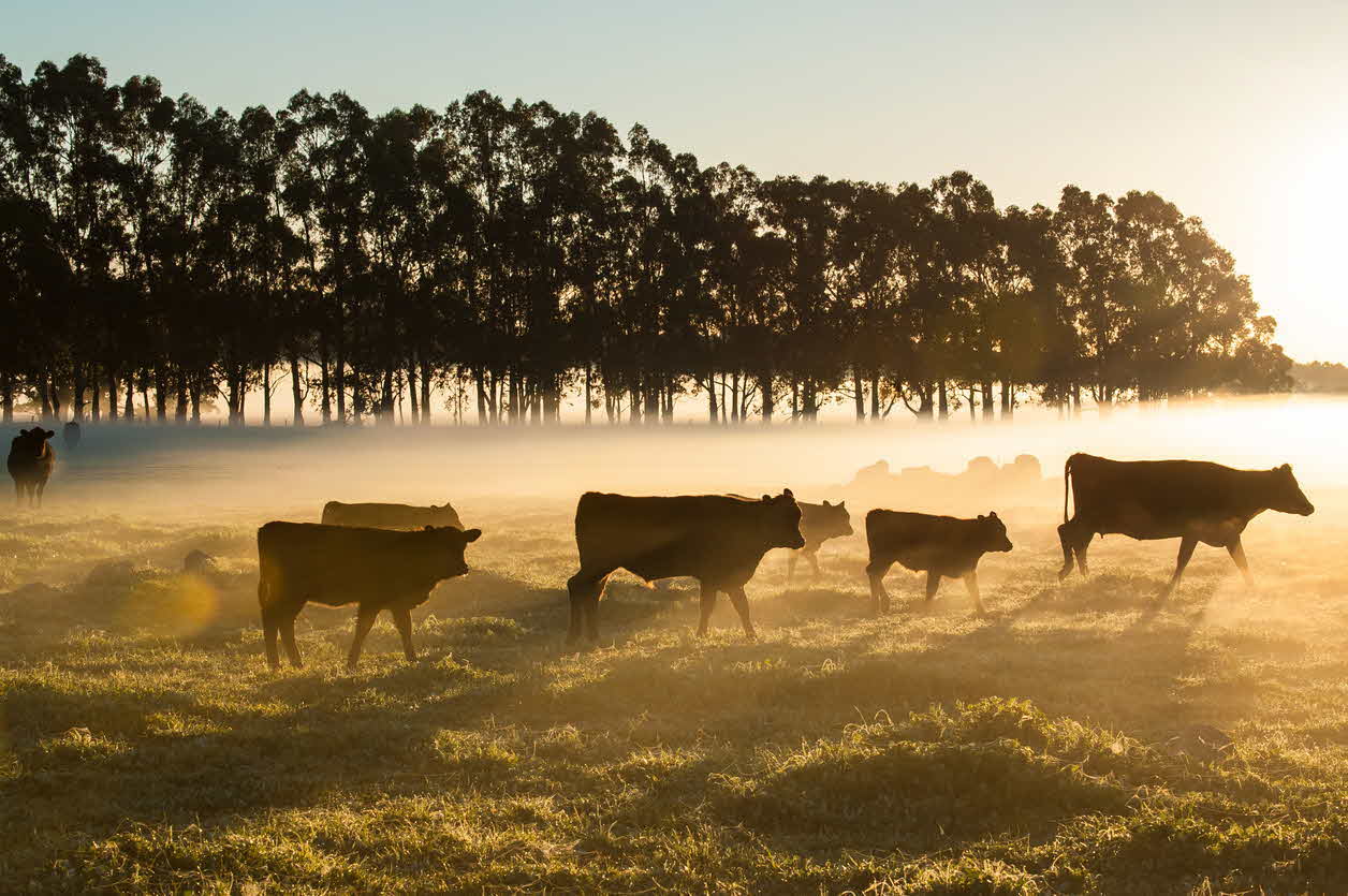 What you need to know about cattle diseases
