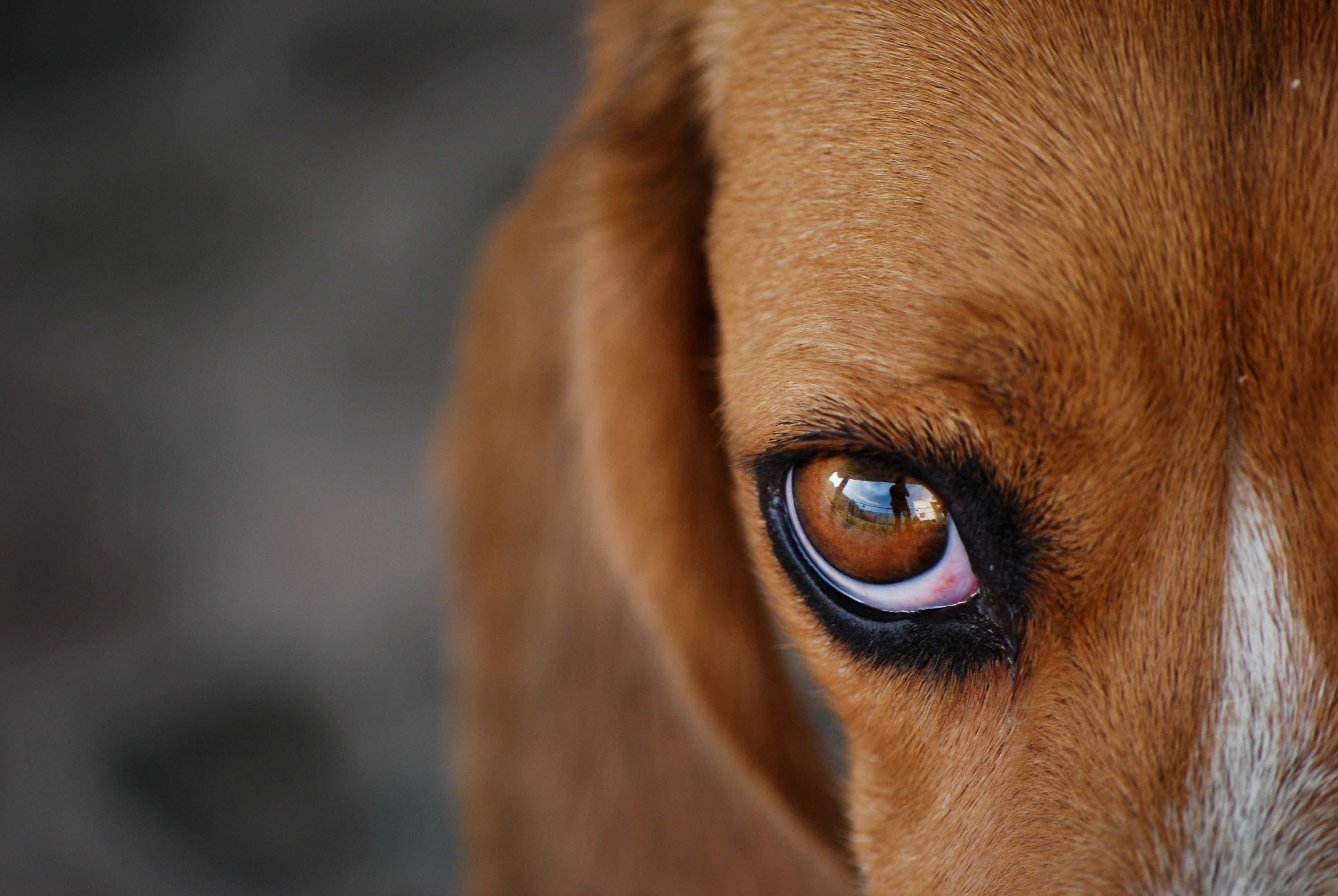 Eye Discharge In Pets Vet Voice