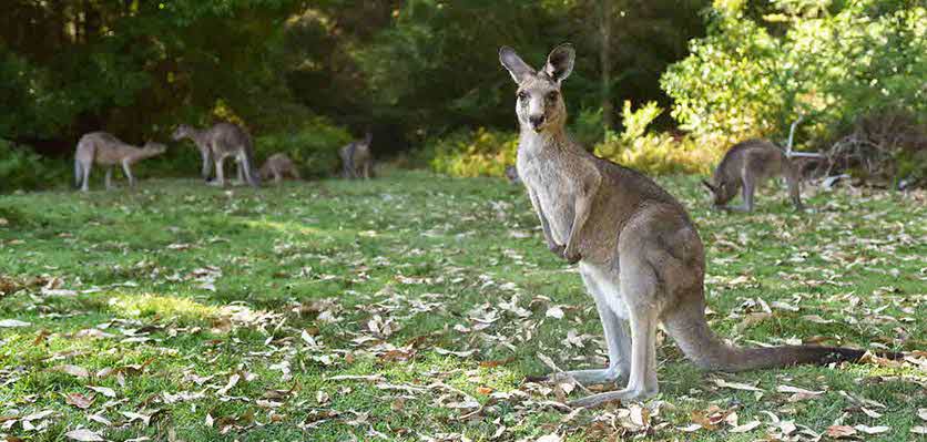 Climate change and food security: cattle and kangaroos