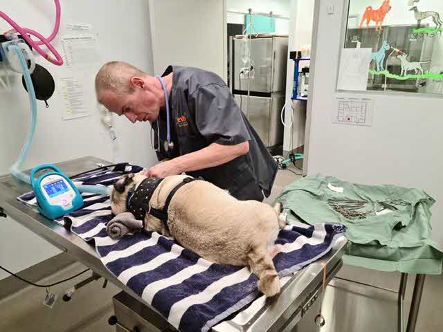 Working as an emergency care veterinarian