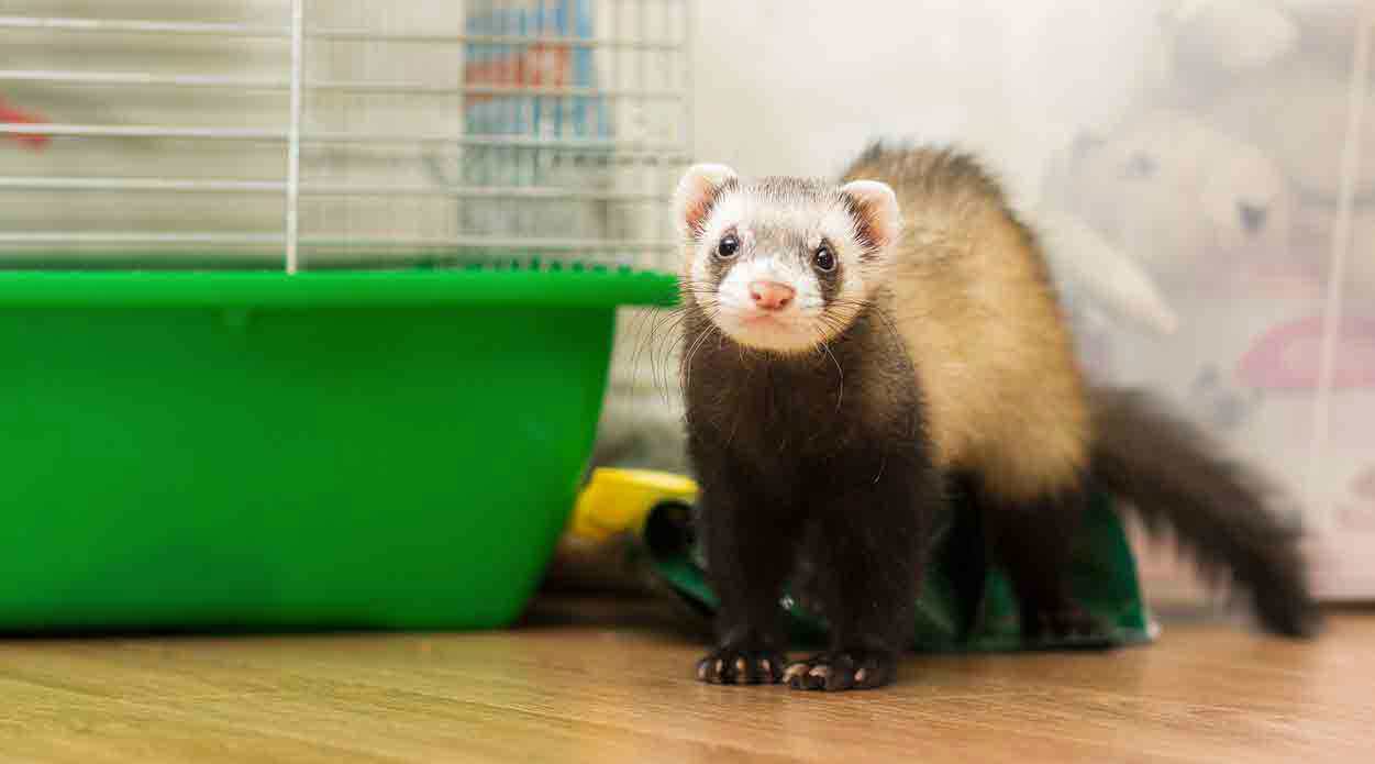 Keeping ferrets as pets