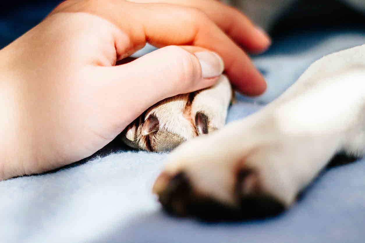 A look at pet euthanasia | Vet Voice