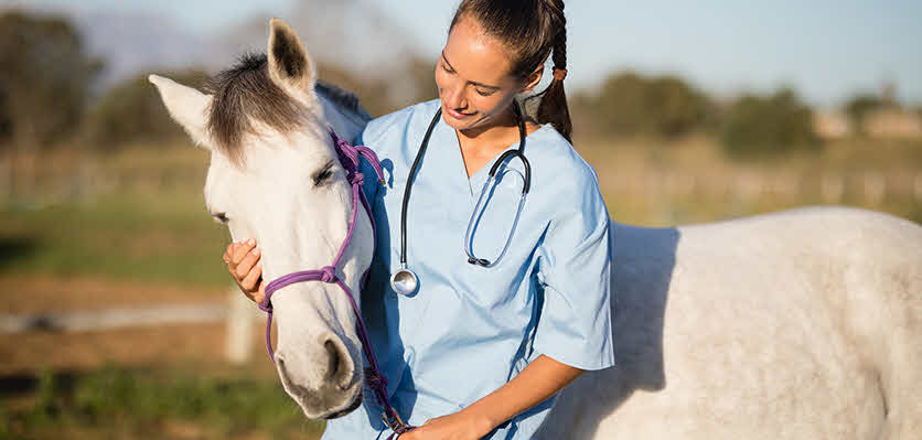 Equine veterinarians – what they do