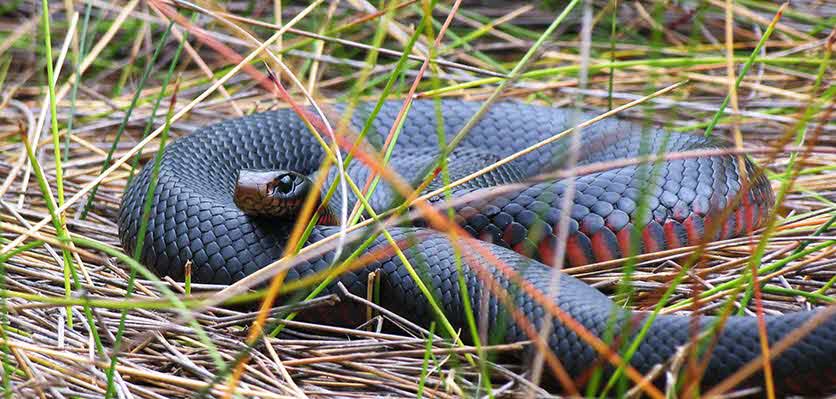 How to protect animals from snakes